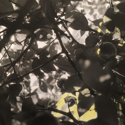 Zitronenbaum /// coloured print (12,5x8 cm)
