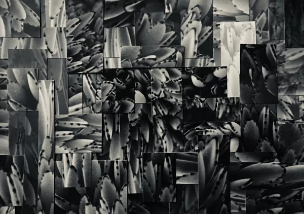 Clärenore Stinnes /// photomontage on cardboard (21x14 cm)